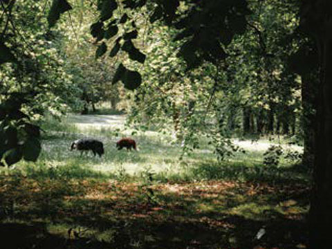 The Firs, Holywood