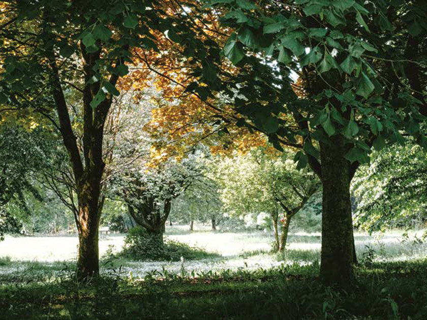 The Firs, Holywood