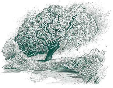 The Firs, Holywood